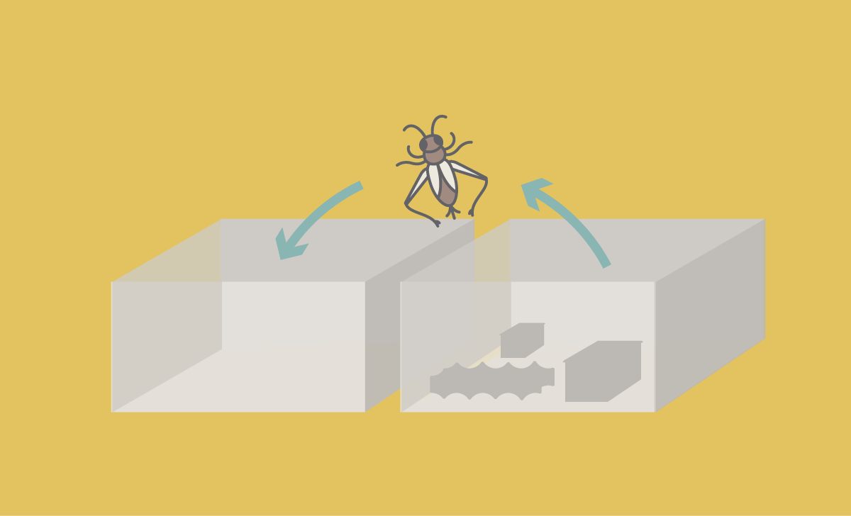 Cricket farming The ultimate DIY guide